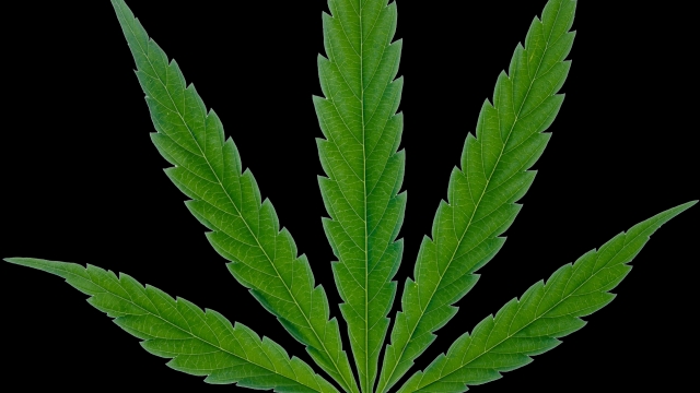 The High Hype: Exploring the Buzz Around Marijuana