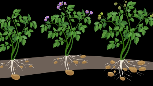 The Art of Growing Potatoes: Unearth the Secrets of Successful Potato Planting!