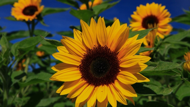 Garden Pests vs. Sunflower Bounty: Dealing with Cabbage Worms during Harvest