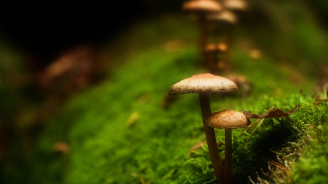 The Fungal Frontier: A Guide to Cultivating Mushrooms at Home