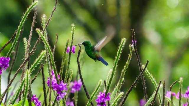 Harmony in Nature: Exploring the Wonders of Ecology and Biodiversity