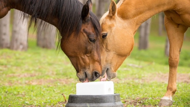 Boost Your Steed: Unleashing the Power of Horse Supplements and Vitamins