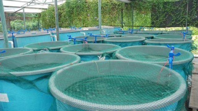 Fin-tastic Innovations: The Future of Aquaculture Technology