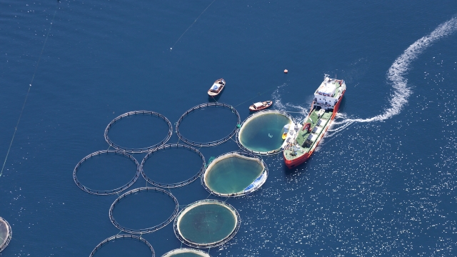 Revolutionizing the Seas: The Future of Aquaculture Technology