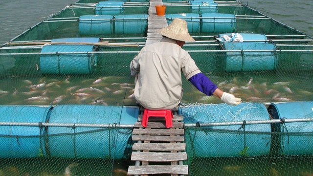 Revolutionizing the Waters: The Future of Aquaculture Technology