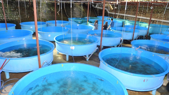 Revolutionizing the Waves: The Future of Aquaculture Technology